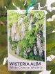 Wisteria sinensis alba - white